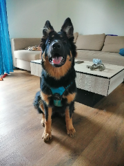 Vixie