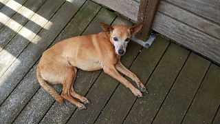 FIONA