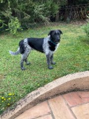 Dendi