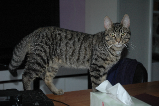 pepsy