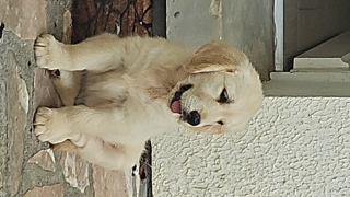 Vroum