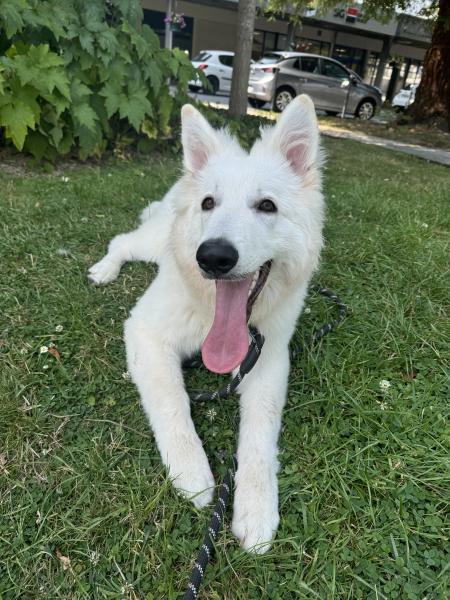 Ares