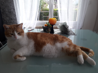 Pitchou