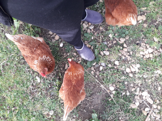 3 poulettes