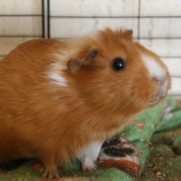 Méli