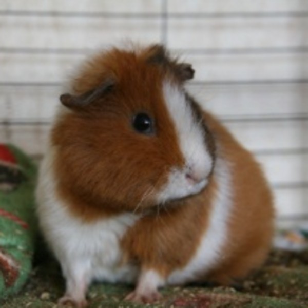 Frisette
