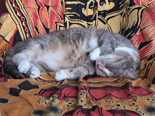 Bella
