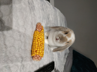 Perle 🐰