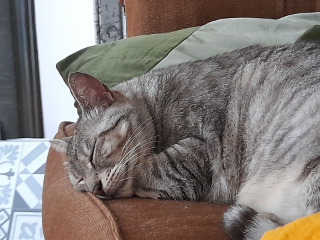 Ptit loup