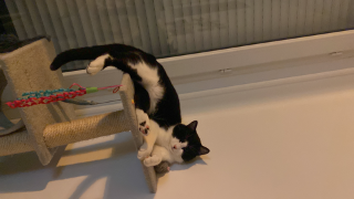 Eko