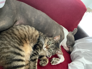 Phoebe