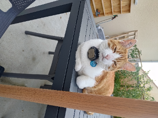 Simba