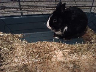 Loupy