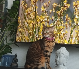 Roxy