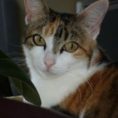 CARLA