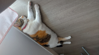 Stela