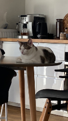 Milo
