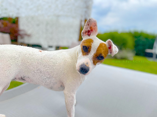Tessie