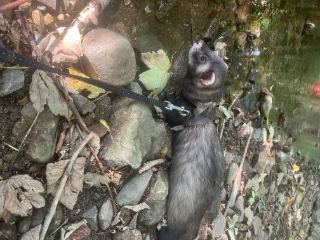 Rakai