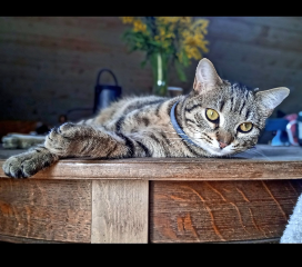 P'tit chat