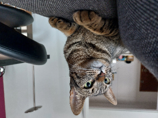 Pumpkin