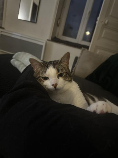 Taz