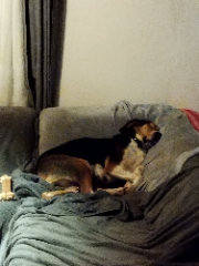 Laika