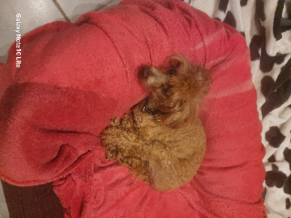 Oliver