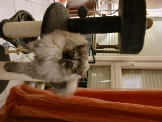 PLUME