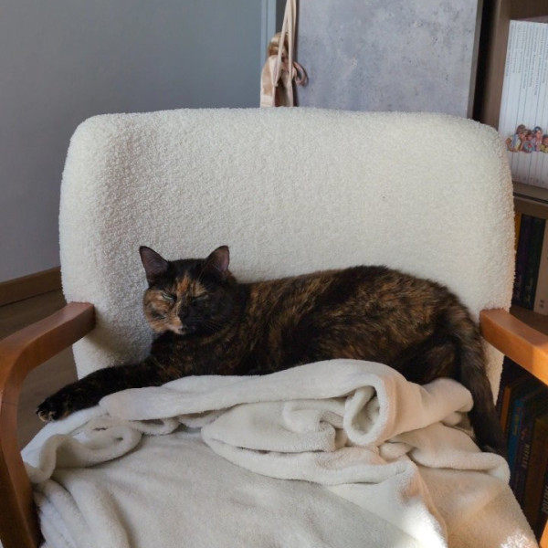 Stella