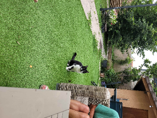 Chipie