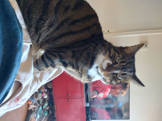 Titi