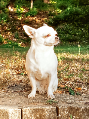 Orfée
