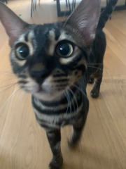 Floki