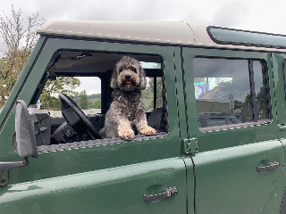 Tarzan