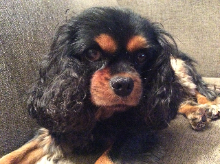 Pipa