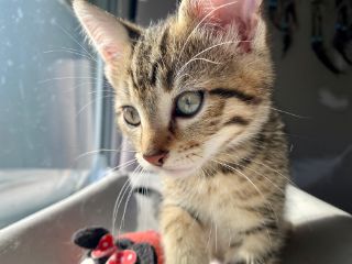 Tigrou
