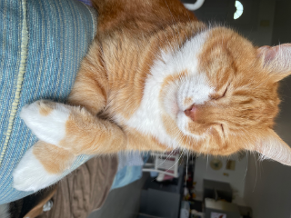 Miaouss