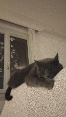 Pistache