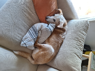 Miko