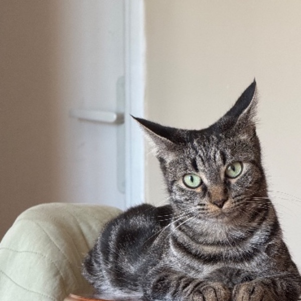 Cleo