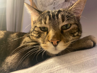 Simba