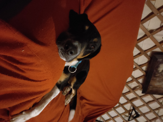 Timba