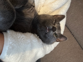 César