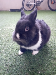 Bunny