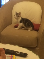 Noe