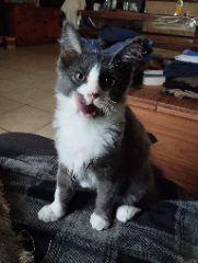 Taz