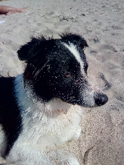 Pepper