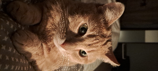 Filou