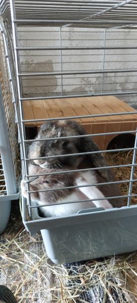 Myrtille et praline